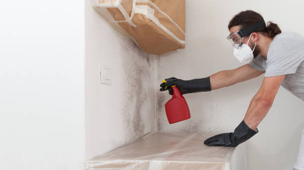 Professional Mold Remediation technician working in Norwood, MA